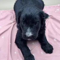 Wishbone, a male Aussiedoodle for sale in Hickory, NC – Photo 3 of 3