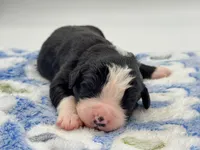 Orca, a female Bernedoodle for sale in Hickory, NC – Photo 1 of 2