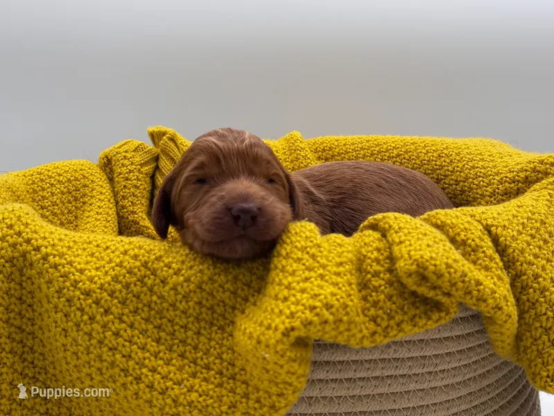 Remington  – Aussiedoodle puppy for sale in Hickory, NC