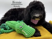Fernie, a female Aussiedoodle and Bernedoodle for sale in Hickory, NC – 3 of 8