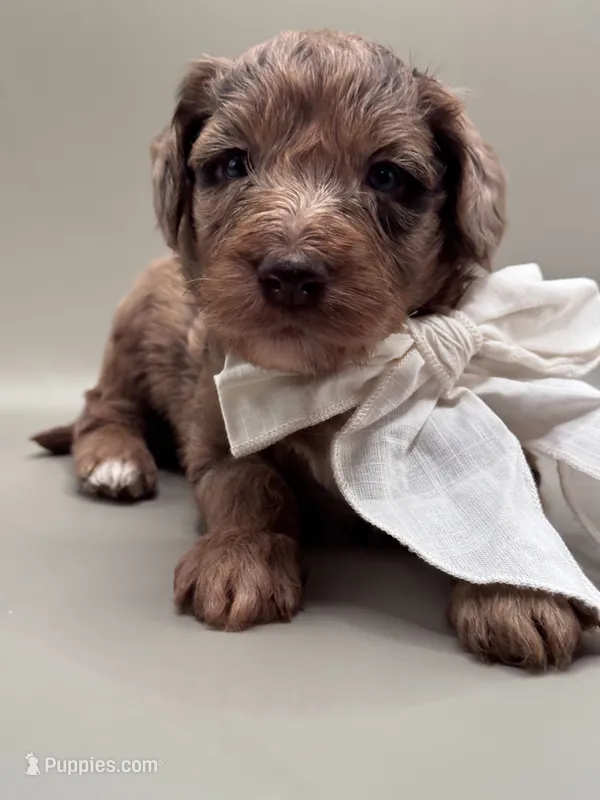 Oakley – Aussiedoodle puppy for sale in Hickory, NC