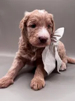 Boone, a male Aussiedoodle for sale in Hickory, NC – 3 of 7