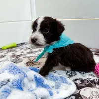 Chilly, a male Aussiedoodle and Bernedoodle for sale in Hickory, NC – Photo 3 of 4