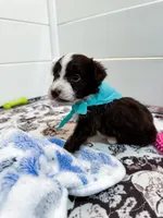 Chilly, a male Aussiedoodle and Bernedoodle for sale in Hickory, NC – Photo 3 of 4