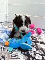 Chilly, a male Aussiedoodle and Bernedoodle for sale in Hickory, NC – Photo 4 of 4