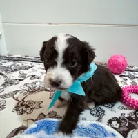 Chilly, a male Aussiedoodle and Bernedoodle for sale in Hickory, NC – Photo 1 of 4