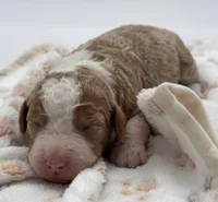 Savannah, a female Bernedoodle for sale in Hickory, NC – 4 of 9