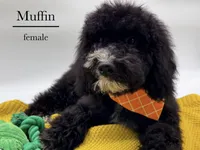 Muffin, a female Aussiedoodle and Bernedoodle for sale in Hickory, NC – 7 of 10