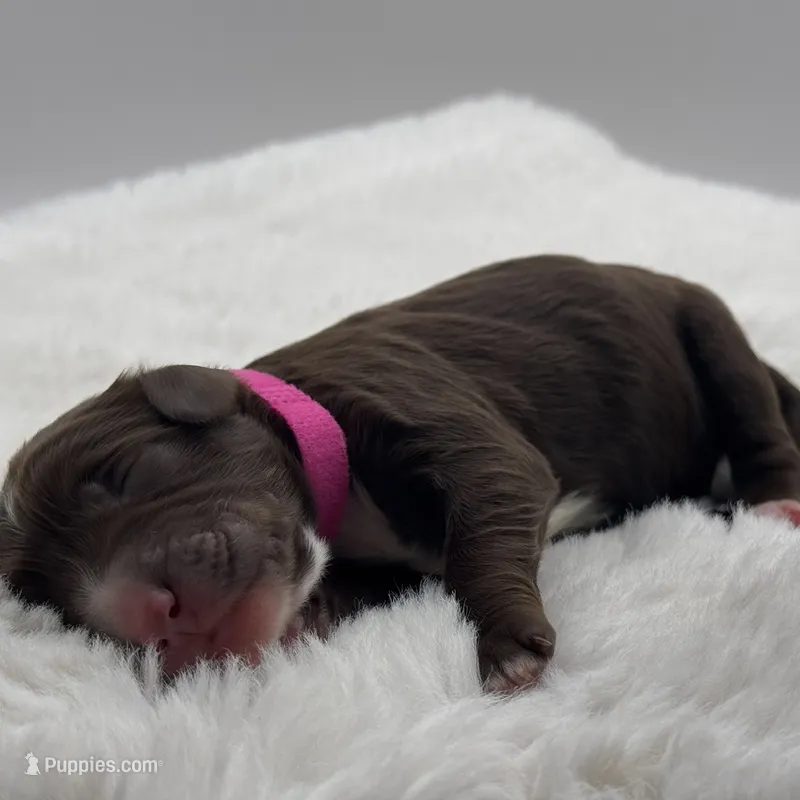 Georgia – Bernedoodle puppy for sale in Hickory, NC