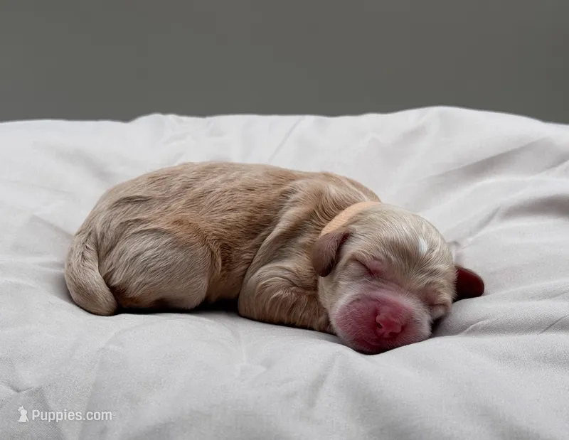 Jasper – Cockapoo puppy for sale in Hickory, NC