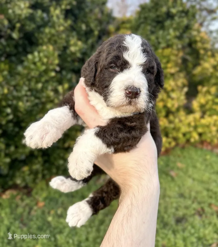 Hatch – Aussiedoodle, Bernedoodle puppy for sale in Hickory, NC