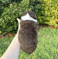 Hatch, a male Aussiedoodle and Bernedoodle for sale in Hickory, NC – Photo 2 of 2