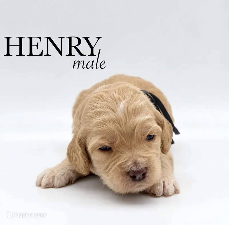 Henry – Cockapoo puppy for sale in Hickory, NC