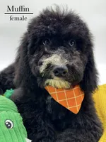 Muffin, a female Aussiedoodle and Bernedoodle for sale in Hickory, NC – 6 of 10