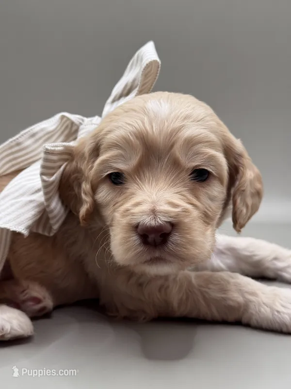 Henry – Cockapoo puppy for sale in Hickory, NC