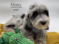 Gravy, a male Aussiedoodle and Bernedoodle for sale in Hickory, NC – 6 of 9