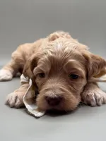 Jasper, a male Cockapoo for sale in Hickory, NC – 3 of 5