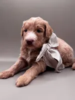Boone, a male Aussiedoodle for sale in Hickory, NC – 2 of 7