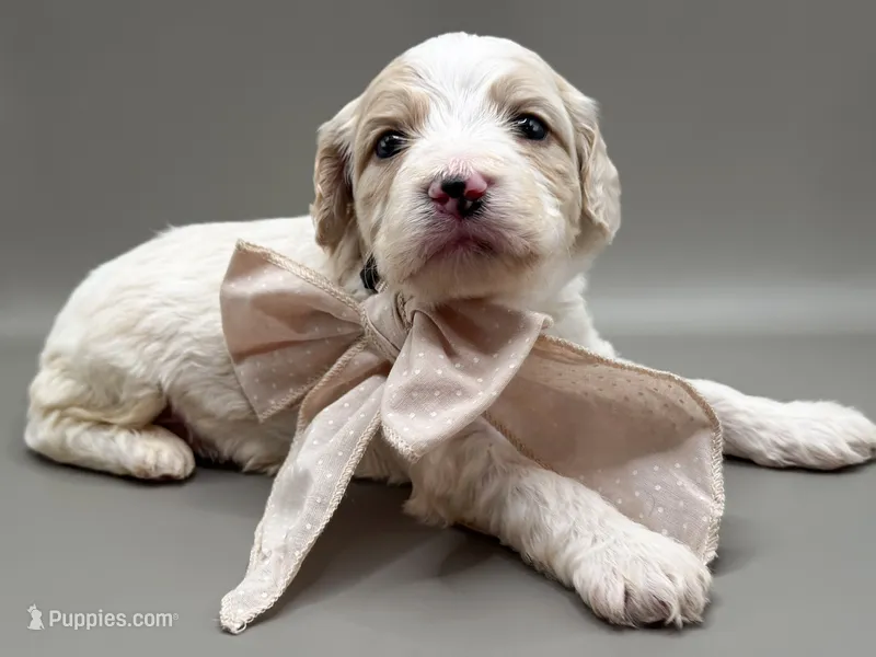 Oliver – Cockapoo puppy for sale in Hickory, NC