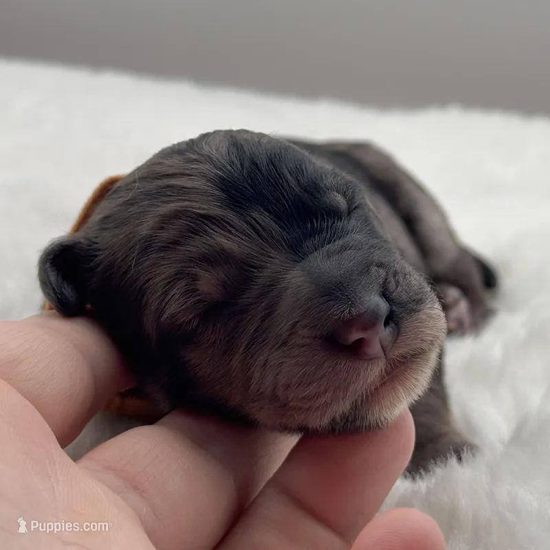 Memphis  – Bernedoodle puppy for sale in Hickory, NC