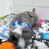 Frost, a male Aussiedoodle and Bernedoodle for sale in Hickory, NC – Photo 2 of 4