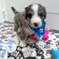 Frost, a male Aussiedoodle and Bernedoodle for sale in Hickory, NC – Photo 4 of 4