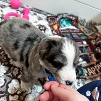 Frost, a male Aussiedoodle and Bernedoodle for sale in Hickory, NC – Photo 3 of 4