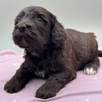 Bramble, a male Cockapoo for sale in Hickory, NC – Photo 3 of 4