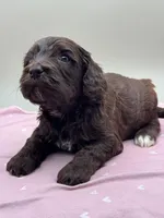 Bramble, a male Cockapoo for sale in Hickory, NC – Photo 3 of 4