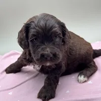 Bramble, a male Cockapoo for sale in Hickory, NC – Photo 2 of 4
