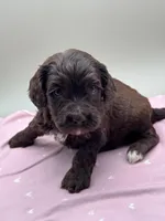 Bramble, a male Cockapoo for sale in Hickory, NC – Photo 2 of 4
