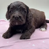 Bramble, a male Cockapoo for sale in Hickory, NC – Photo 4 of 4