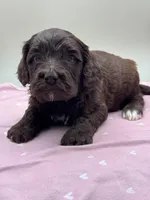 Bramble, a male Cockapoo for sale in Hickory, NC – Photo 4 of 4