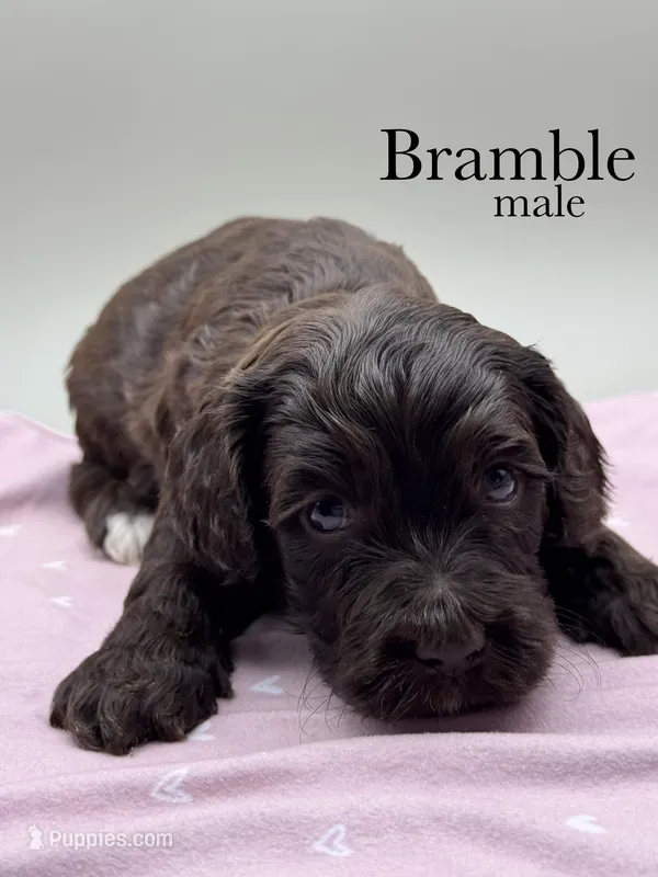 Bramble