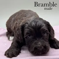 Bramble, a male Cockapoo for sale in Hickory, NC – Photo 1 of 4