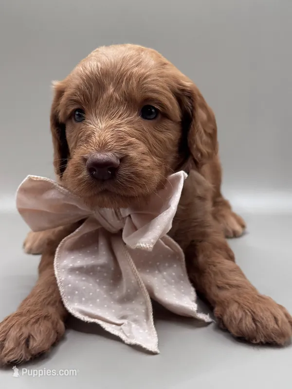 Remington  – Aussiedoodle puppy for sale in Hickory, NC