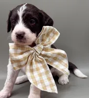 Maverick , a male Aussiedoodle for sale in Hickory, NC – 3 of 6