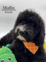 Muffin, a female Aussiedoodle and Bernedoodle for sale in Hickory, NC – 4 of 10