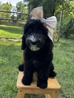 Fernie, a female Aussiedoodle and Bernedoodle for sale in Hickory, NC – 2 of 6