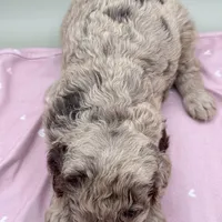 Charm, a female Aussiedoodle for sale in Hickory, NC – Photo 3 of 3