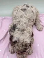 Charm, a female Aussiedoodle for sale in Hickory, NC – Photo 3 of 3