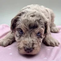 Charm, a female Aussiedoodle for sale in Hickory, NC – Photo 1 of 3