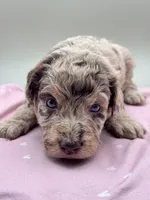 Charm, a female Aussiedoodle for sale in Hickory, NC – Photo 1 of 3