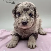 Charm, a female Aussiedoodle for sale in Hickory, NC – Photo 2 of 3