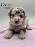 Charm, a female Aussiedoodle for sale in Hickory, NC – Photo 2 of 3