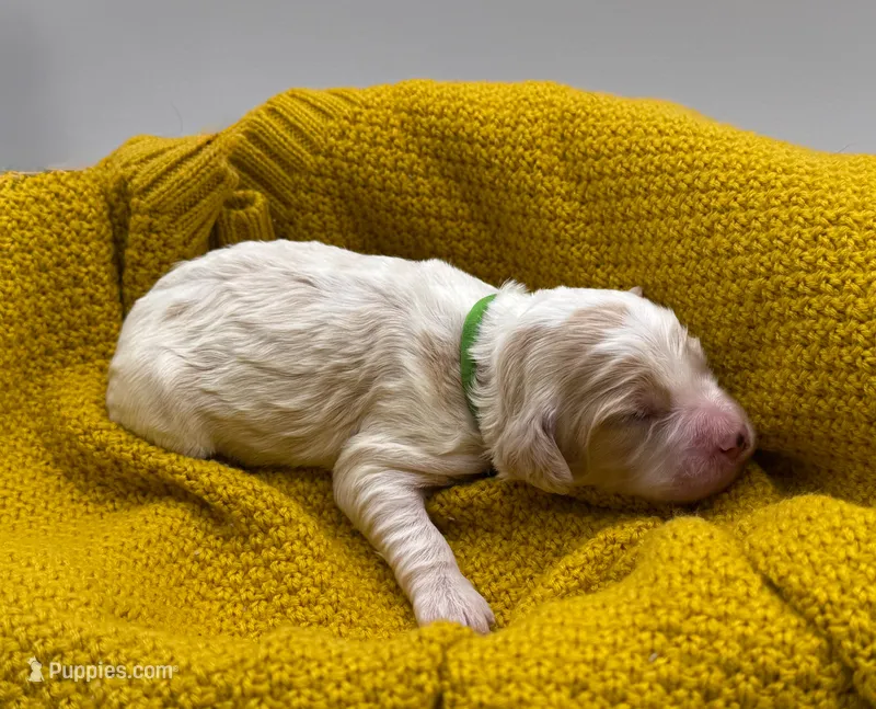 Oliver – Cockapoo puppy for sale in Hickory, NC