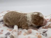 Savannah, a female Bernedoodle for sale in Hickory, NC – 7 of 9