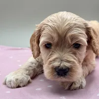 Sprout, a male Cockapoo for sale in Hickory, NC – Photo 1 of 4