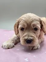 Sprout, a male Cockapoo for sale in Hickory, NC – Photo 1 of 4