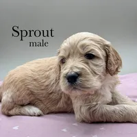 Sprout, a male Cockapoo for sale in Hickory, NC – Photo 2 of 4